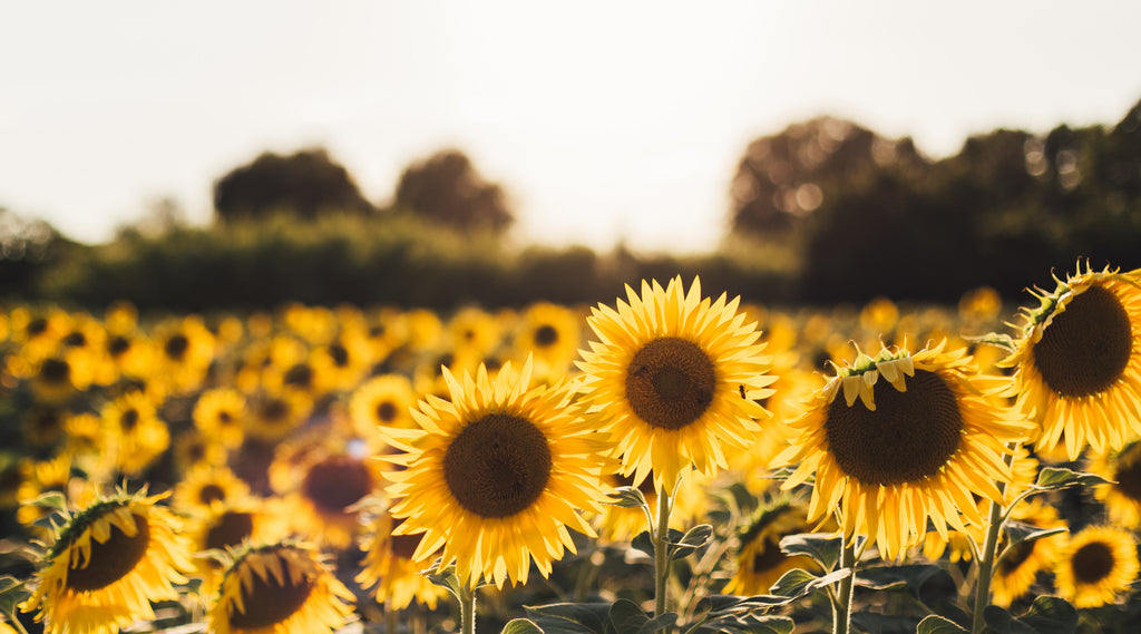Benefits of Sunflower Seed Oil for Cellulite